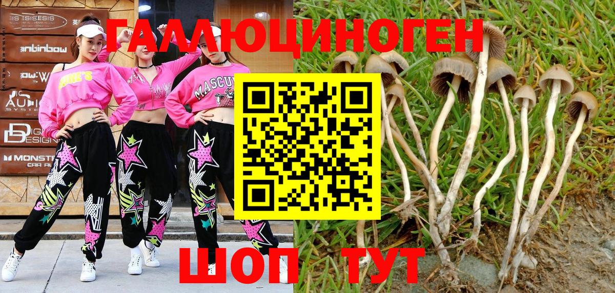 Псилоцибиновые грибы Psilocybe Дзержинский
